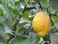 甘平柑橘每畝產(chǎn)量多少斤呢（甘平柑橘苗）