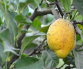 甘平柑橘每畝產量多少斤呢（甘平柑橘苗）