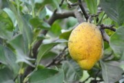 甘平柑橘每畝產量多少斤呢（甘平柑橘苗）