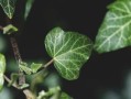 柑橘根系發(fā)達奧秘解析：科學栽培技術助力果樹茁壯成長