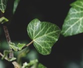 柑橘根系發(fā)達(dá)奧秘解析：科學(xué)栽培技術(shù)助力果樹茁壯成長