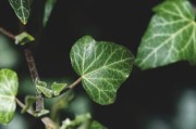 柑橘根系發達奧秘解析：科學栽培技術助力果樹茁壯成長
