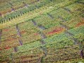 優良柑橘栽培技術要點（優良柑橘新品種）