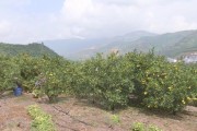 柑橘種植技術推廣_柑橘種植幾天才會活過來