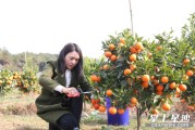 湖南岳陽柑橘種植技術_湖南氣候適宜種什么水果