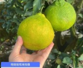 多吃沃柑會發胖嗎（多吃沃柑會變黃嗎）