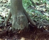矮化密植柑橘的種植技術_桔子花好養嗎