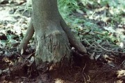 矮化密植柑橘的種植技術_桔子花好養嗎