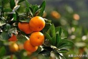 柑橘常見的病蟲害的是_橘子表面的白色霜是什么