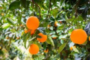 規模種植柑橘技術規程_你覺得根本原因是什么 規模種植柑橘技術規程_你覺得根本原因是什么