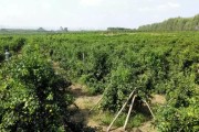 眉山春見柑橘種植技術_耙耙柑用羊糞幾月好