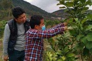 沿海柑橘種植技術_為什么發展卻不如中部地區