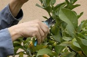 柑橘種植管理夏季修剪技術_橙樹什么時候修剪