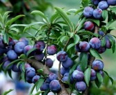 廣西早熟柑橘種植技術_廣西百香果什么時候成熟