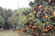 柑橘跟沃柑的區別_沃柑和東方紅柑有什么區別