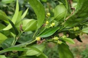 幼果柑橘種植技術_柑橘保花用什么藥