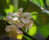 柑橘第二次保花保果時需要防治病害（柑橘保花保果打什么農藥）
