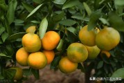 柑橘早結種植技術_山桔用哪種土才好種