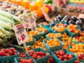 華美七號柑橘樹苗價格多少？2023年最新市場行情解析