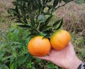 沃柑幼果期用什么肥好呢（沃柑幼樹施肥技術）