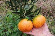 蜜桔有什么害處（蜜桔的好處）