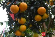 愛媛38號上市時間_愛媛38單株產量