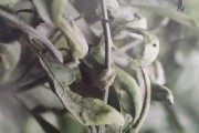 四月底柑橘病蟲害_柑橘初花期用什么殺菌藥最好 四月底柑橘病蟲害_柑橘初花期用什么殺菌藥最好