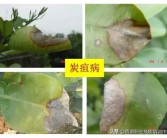 柑橘病蟲害防治周年圖_柑橘在出現花蕾前打什么藥