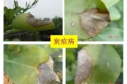 柑橘果樹夏季主要病蟲害_柑橘園出現了一株潰瘍病了 柑橘果樹夏季主要病蟲害_柑橘園出現了一株潰瘍病了