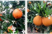 美國w默科特柑橘種植技術_哪種橙子出汁率高