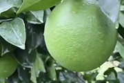 柑橘的病蟲(chóng)害管理辦法_柑子管理技術(shù) 柑橘的病蟲(chóng)害管理辦法_柑子管理技術(shù)