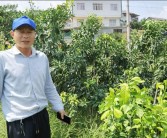 華美柑橘種植技術_華美2號柑桔優缺點