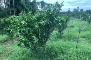 柑橘小樹秋季種植管理技術(shù)_柑桔倫晚秋肥什么時(shí)候施