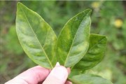 柑橘12個病蟲害合集_柑橘葉子灰色無光澤白點(diǎn)是什么病害