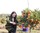 柑橘疏果的種植技術_桔子盆景養殖方法
