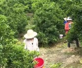 柑橘疏果種植技術_橘子樹為什么掛不住果實和花