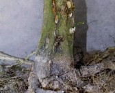 柑橘盆栽病蟲害有哪些癥狀_柑橘樹脂病強(qiáng)勢(shì)來(lái)襲