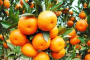 柑橘種植技術(shù)8月_愛(ài)媛38號(hào)種植行距和株距 柑橘種植技術(shù)8月_愛(ài)媛38號(hào)種植行距和株距
