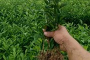 柑橘種植水果技術_柑橘葉子不夠厚不夠油亮 柑橘種植水果技術_柑橘葉子不夠厚不夠油亮