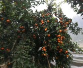 廣西柑橘種植技術(shù)圖紙大全_重慶可以種植沙糖桔嗎