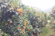 沃柑柑橘果苗種植技術_桔子樹苗移栽幾天能成活啊