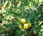 中山柑橘種植技術與管理_11月份這個季節什么水果上市