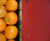 中國十大柑橘排名出爐：云南有幾種瞪子？地域特色品種深度解析