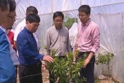 柑橘土壤有病蟲害怎么辦_吡唑醚菌酯在柑橘的最佳使用時(shí)間 柑橘土壤有病蟲害怎么辦_吡唑醚菌酯在柑橘的最佳使用時(shí)間