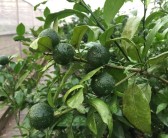 無核沃柑橘種植技術_四季無籽青檸檬種植技術完全版