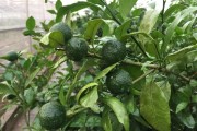 無核沃柑橘種植技術_四季無籽青檸檬種植技術完全版 無核沃柑橘種植技術_四季無籽青檸檬種植技術完全版