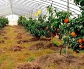 柑橘新農人種植技術_海拔450m載什么柑橘合適