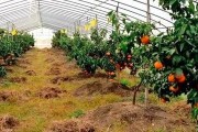 柑橘新農人種植技術_海拔450m載什么柑橘合適