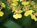 春見桔種植技術（春見柑橘的功效與作用）