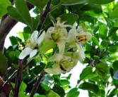 四川柑橘分布特征與區域種植影響因素分析